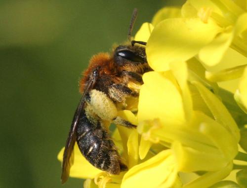Réf. 229 383 : Andrena lagopus